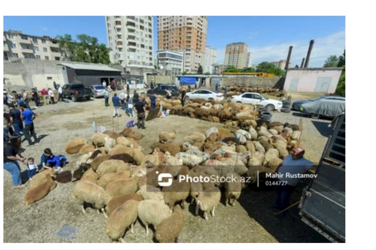Bayram günündə qurbanlıq heyvanların satış və kəsimi — FOTOREPORTAJ