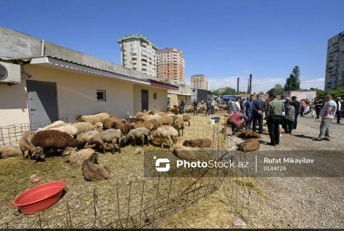 Bayram günündə qurbanlıq heyvanların satış və kəsimi — FOTOREPORTAJ