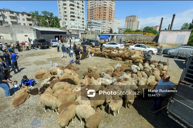 Bayram günündə qurbanlıq heyvanların satış və kəsimi — FOTOREPORTAJ