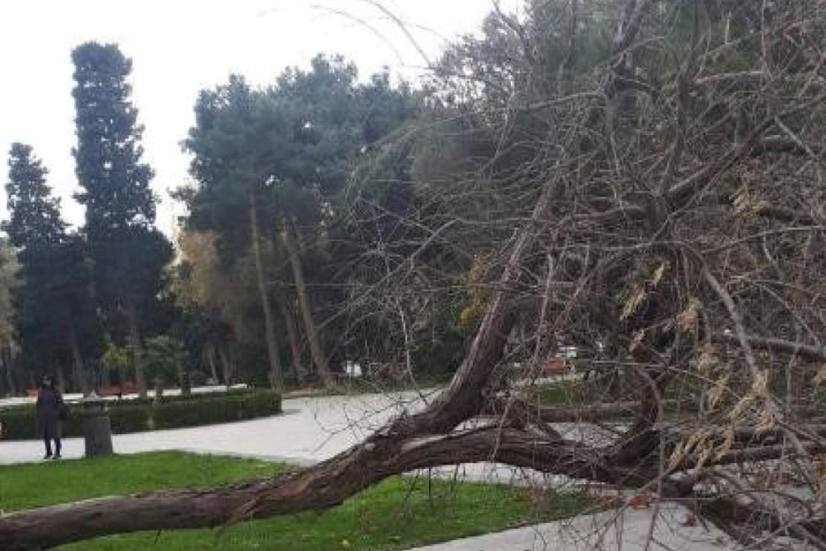 Dünəndən bəri Bakıda 41 ağac sınıb