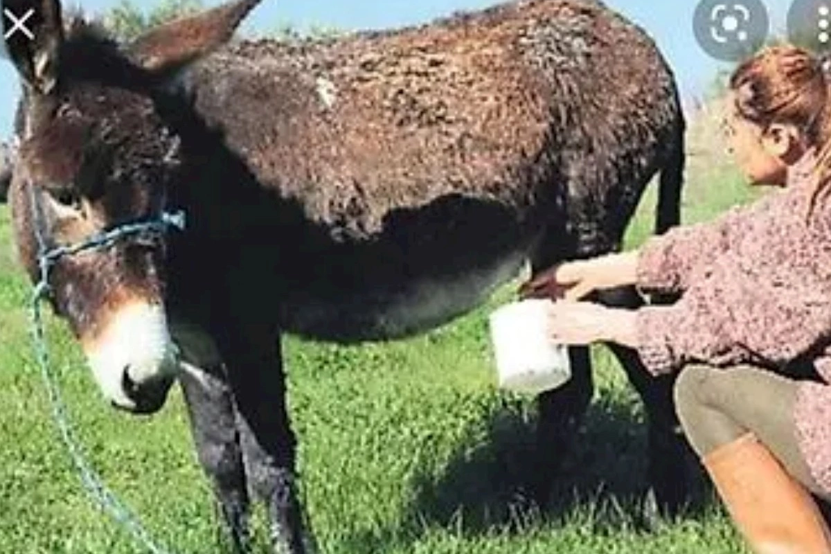Heçnə olmaz, deməyin — Eşşək dişləməsi də öldürür
