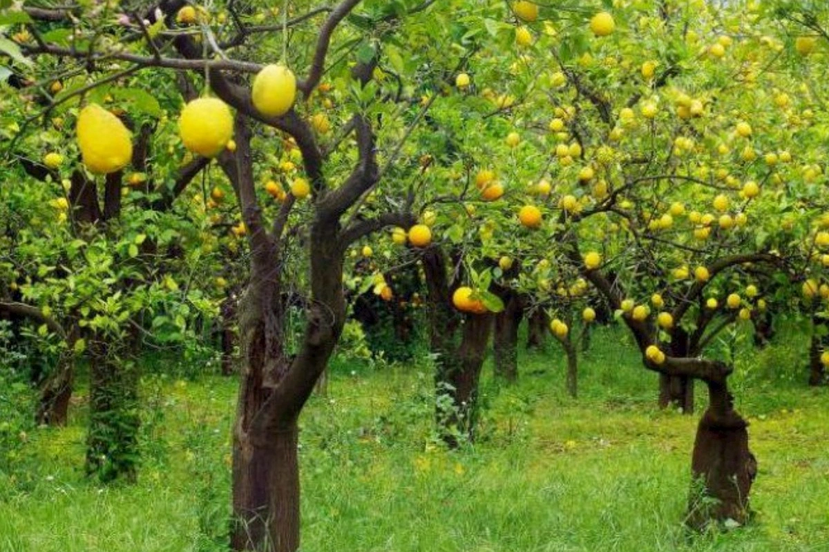 Bağda işləyənlər bunu bilmir