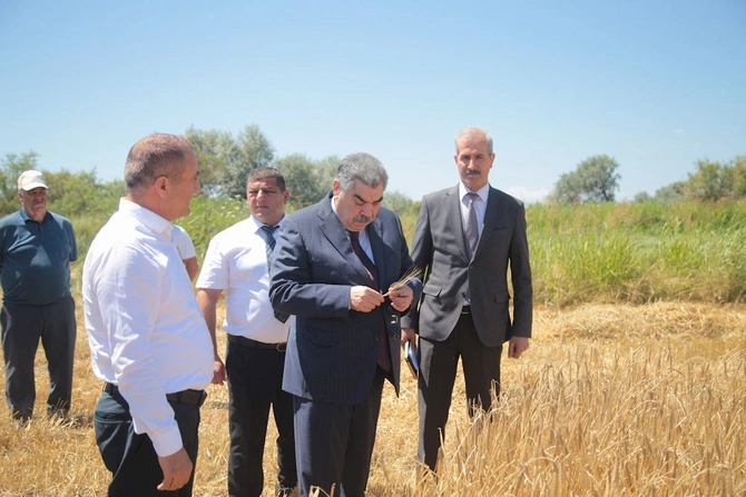 Rüstəm Xəlilov pambıq sahələrini yoxladı, taxıl biçini prosesində iştirak etdi — FOTOLAR
