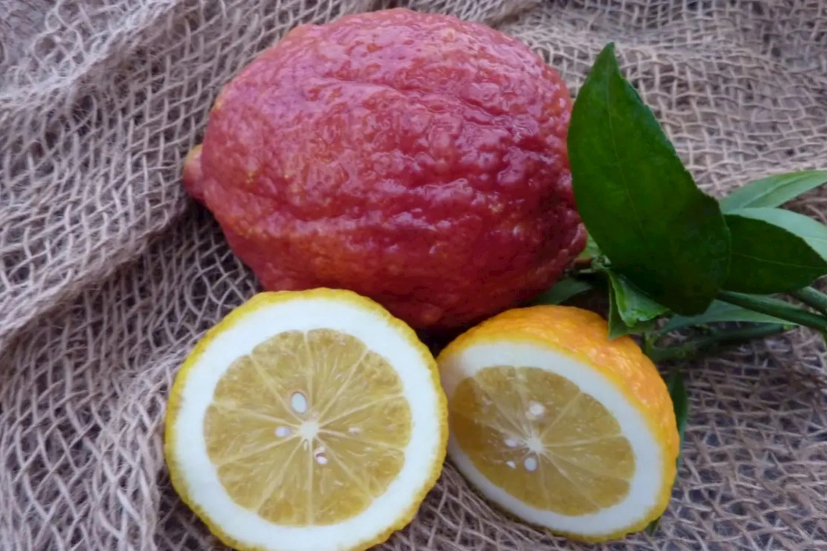 Dadı və rəngi ilə fərqlənən qırmızı limon haqqında maraqlı faktlar