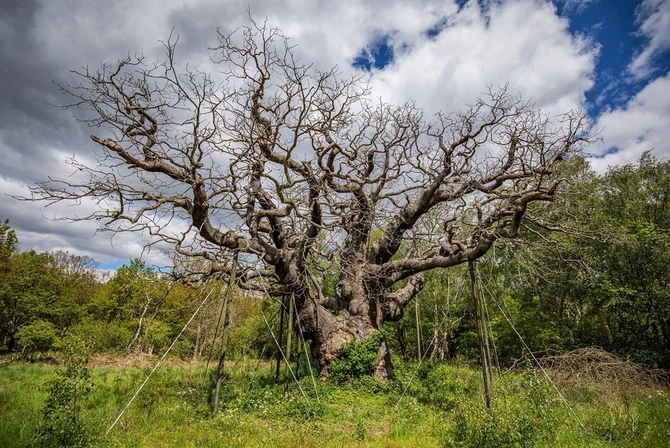 Robin Hudun sığınacağı sayılan 1200 illik Major Oak ağacı məhv olub — FOTO