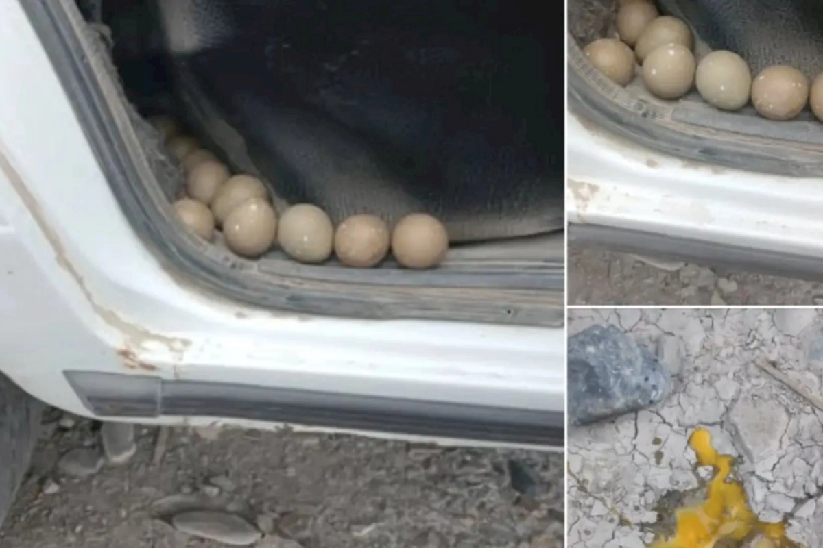 Azərbaycanda maşından onlarla yumurta tapıldı — Bu heyvana aid imiş (FOTO)