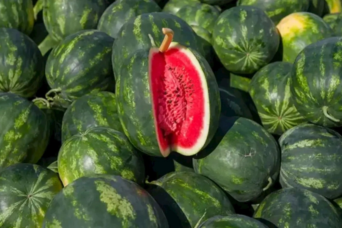 Qarpızın qiymətini qaldıran sadə fermer üsulu