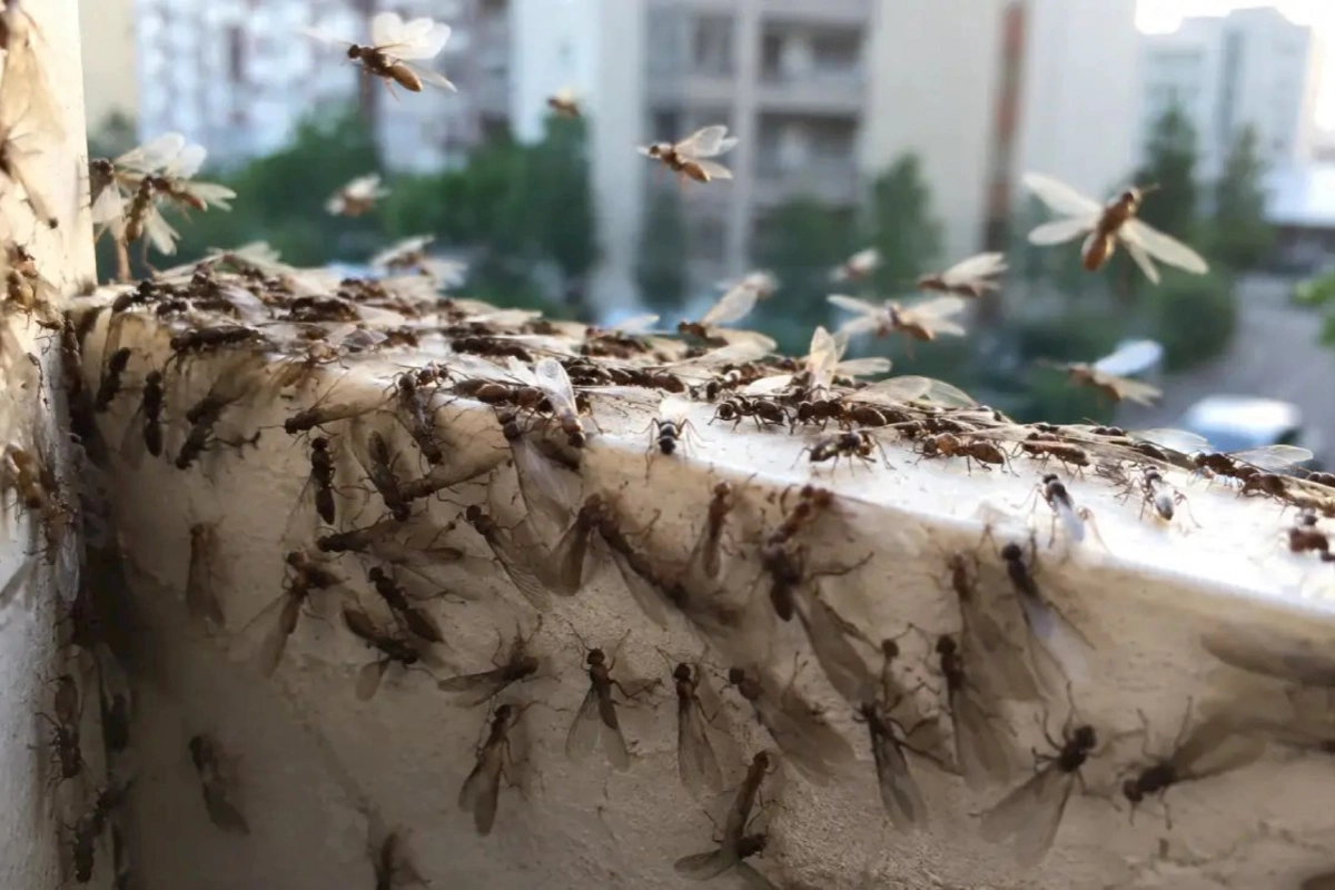 Bakıda qəribə həşəratlar peyda oldu — Səbəb