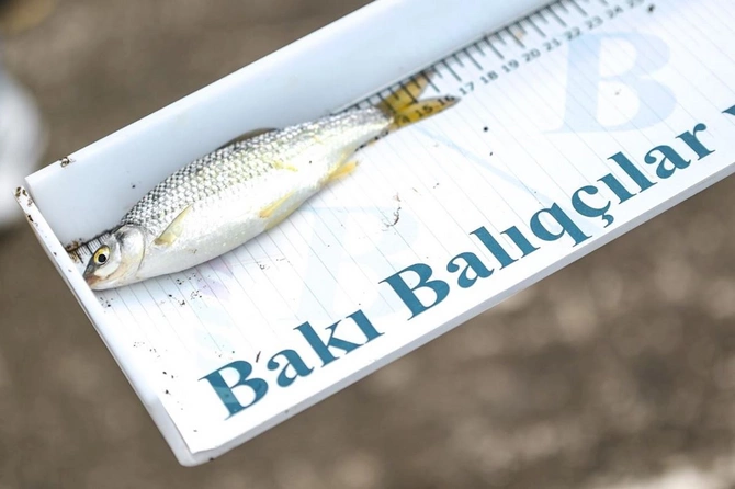 Mingəçevirdə federasiyalar arasında balıq ovu yarışı keçirilib — FOTOLAR