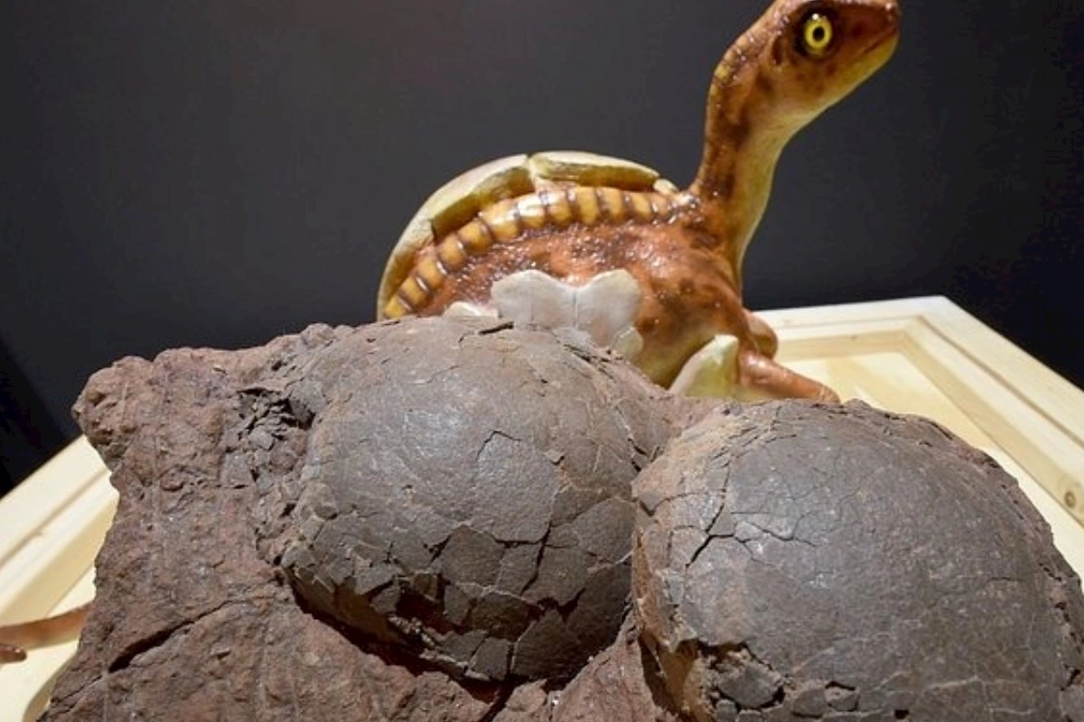 70 milyon il yaşı olan dinozavr yumurtaları tapıldı