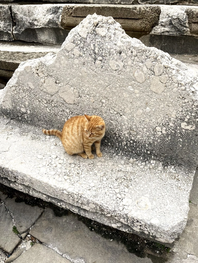 İstanbulun sevimli pişikləri şəhərin ayrılmaz simvollarından birinə çevrilib — FOTOLAR