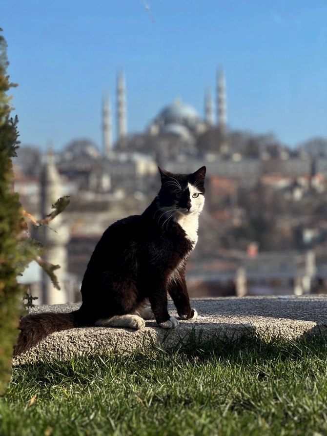 İstanbulun sevimli pişikləri şəhərin ayrılmaz simvollarından birinə çevrilib — FOTOLAR