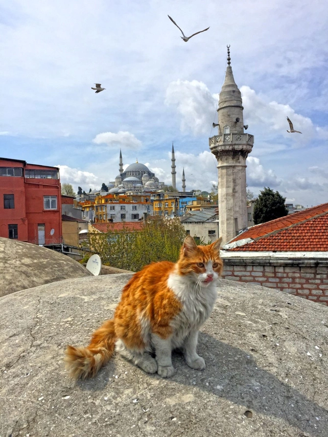 İstanbulun sevimli pişikləri şəhərin ayrılmaz simvollarından birinə çevrilib — FOTOLAR