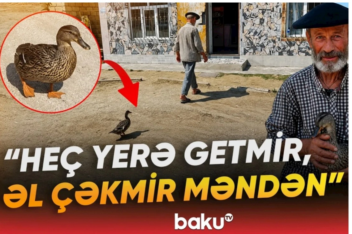 Lənkəranda qeyri-adi ördək: Tənha sahibinin yanından ayrılmır — VİDEO