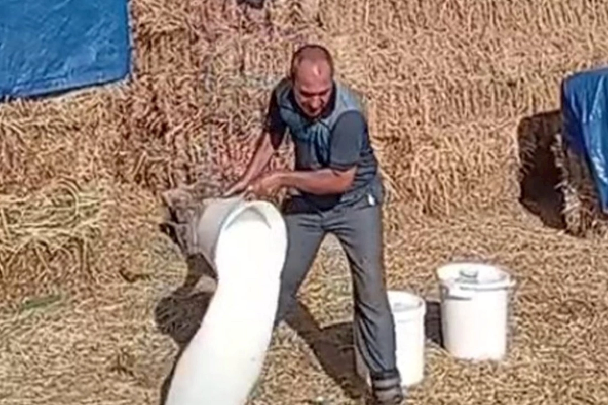 Bakıda marketlərdə Belarus qatığı satılır, amma kəndli südü yerə tökür — Niyə?