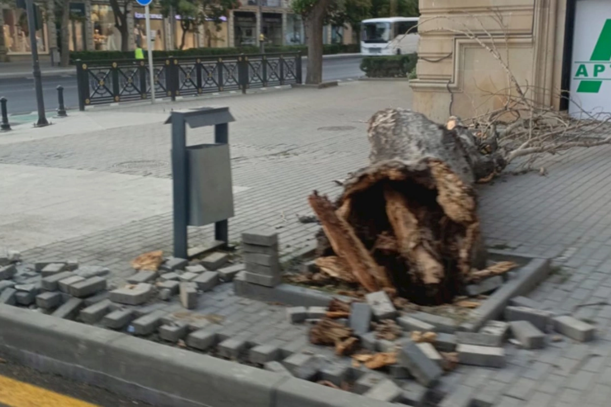 Bakıda külək ağacı aşırdı — FOTOLAR