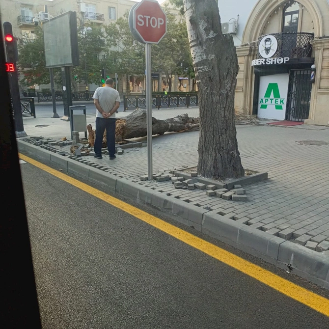 Bakıda külək ağacı aşırdı — FOTOLAR