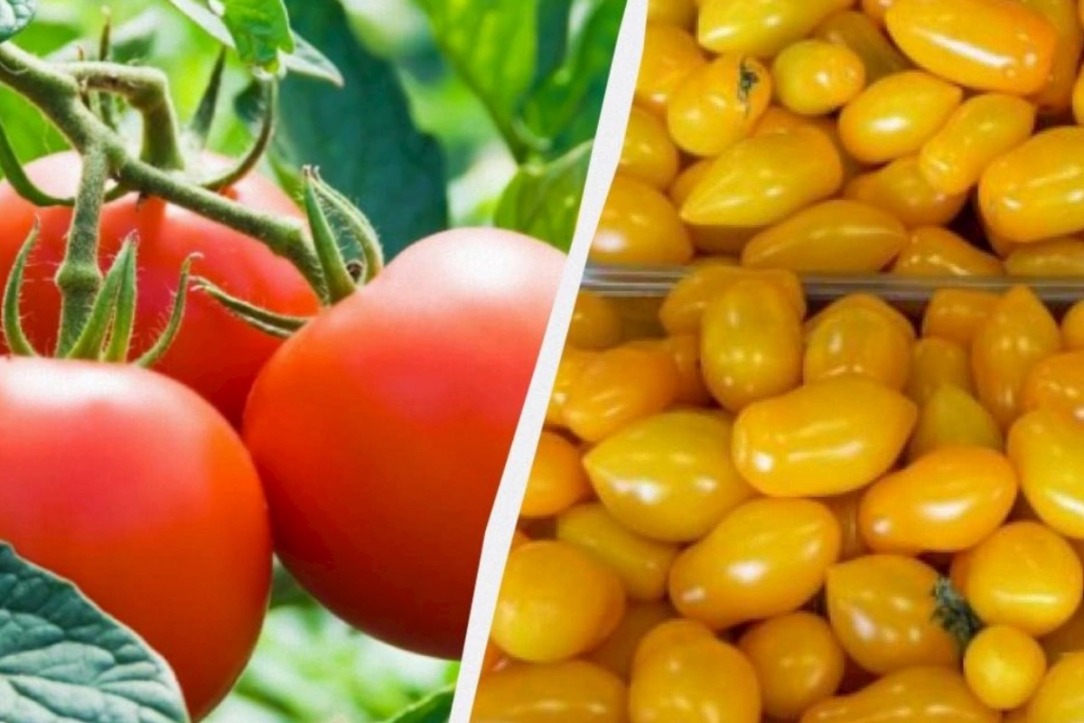 Qırmızı, yoxsa sarı: Pomidorlar arasında fərq nədir və hansı daha faydalıdır?