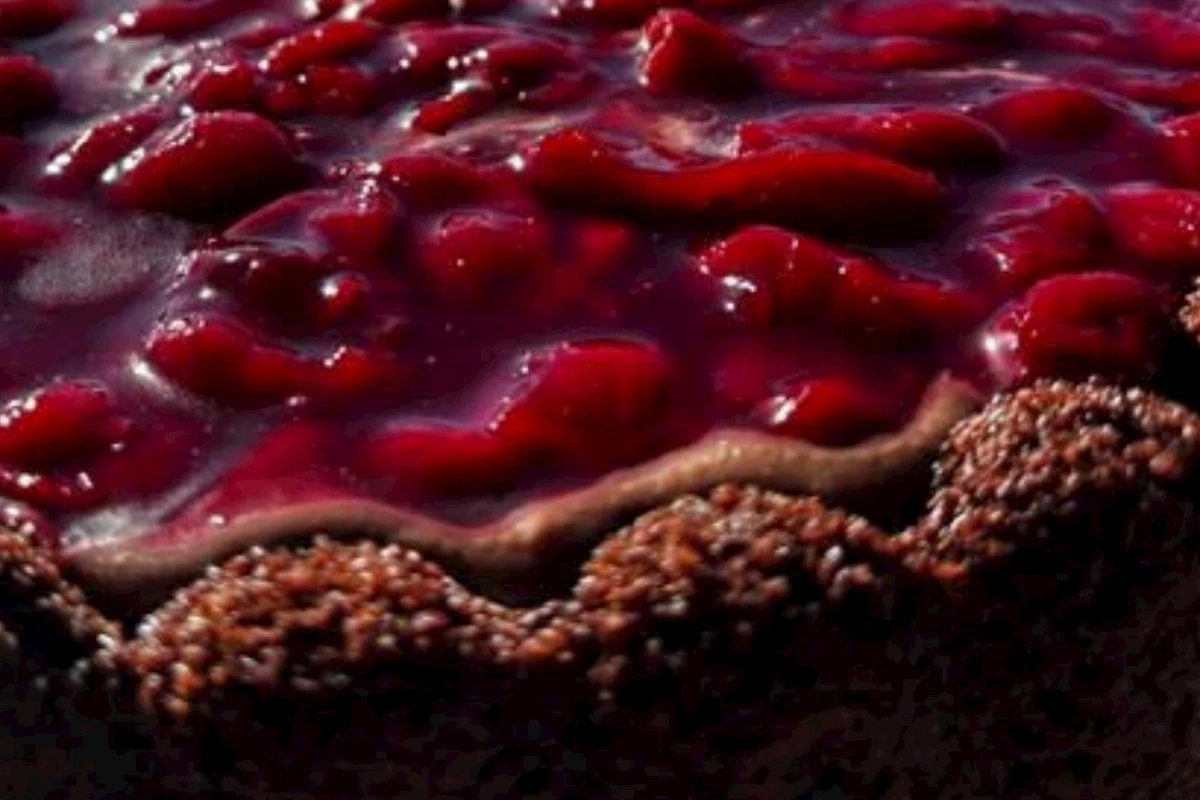 Albalılı tart tortu — Şokoladlı və ləzzətli desert resepti