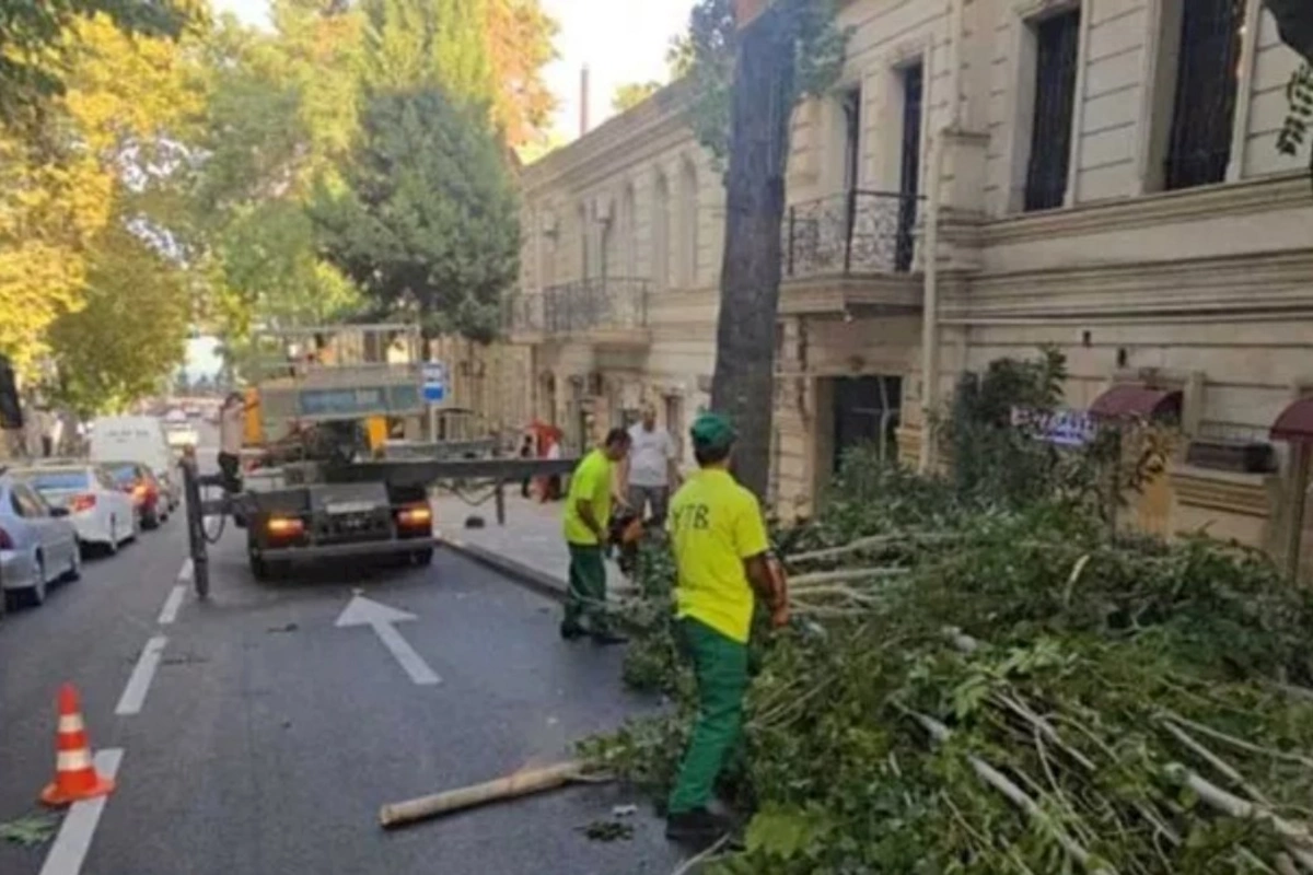 Güclü külək Bakıda 15 ağacı sındırdı