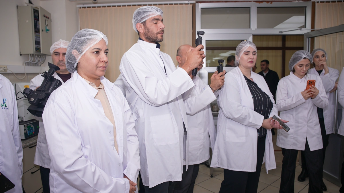 Çuğundur necə şəkərə çevrilir? – İmişlidən REPORTAJ / FOTOLAR