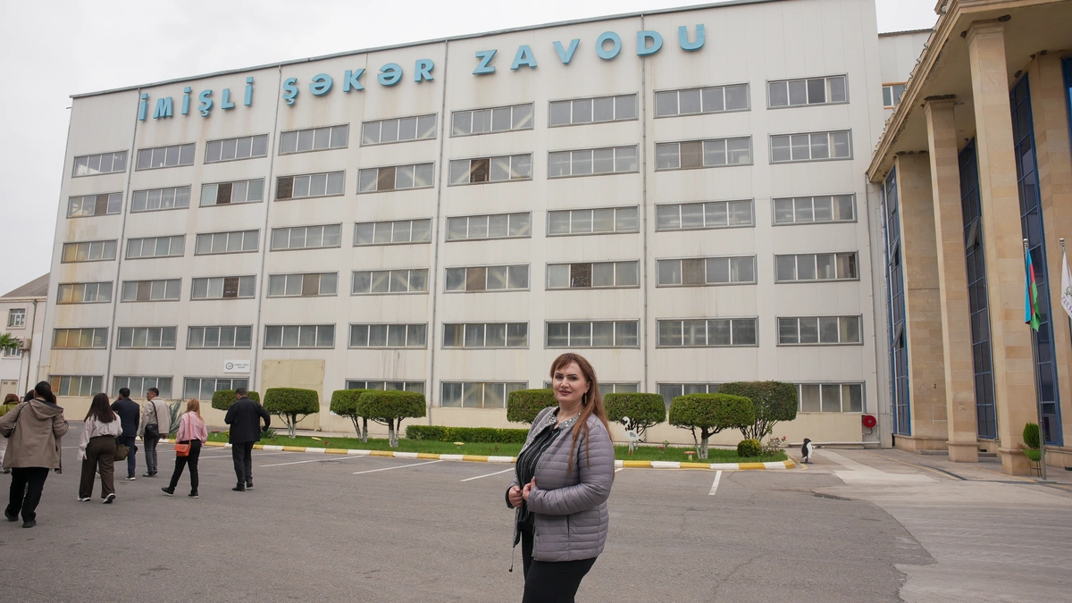 Çuğundur necə şəkərə çevrilir? – İmişlidən REPORTAJ / FOTOLAR