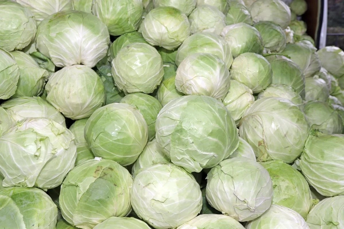Kələm turşusunun bir il xarab olmadan qalması üçün sadə üsul