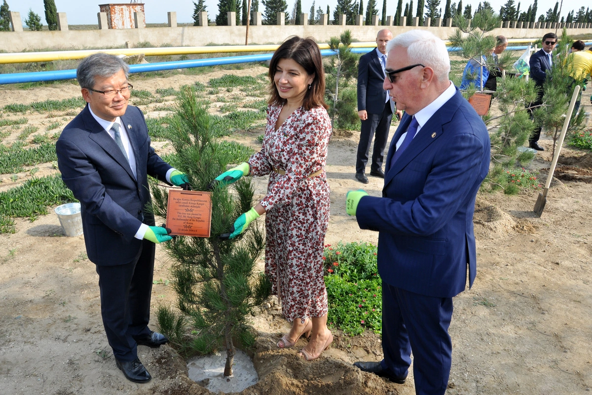 Koreya səfiri Pirallahıda olub, ağacəkmə aksiyası keçirilib — FOTOLAR