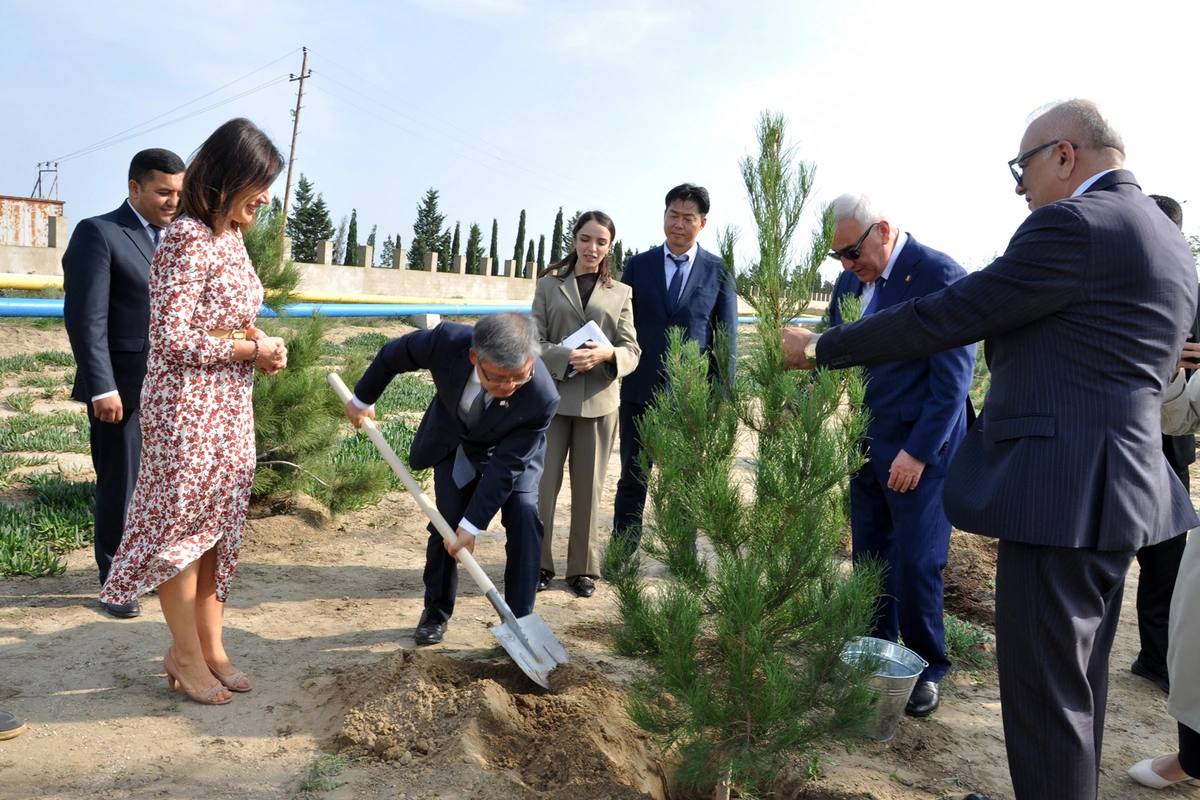 Koreya səfiri Pirallahıda olub, ağacəkmə aksiyası keçirilib — FOTOLAR