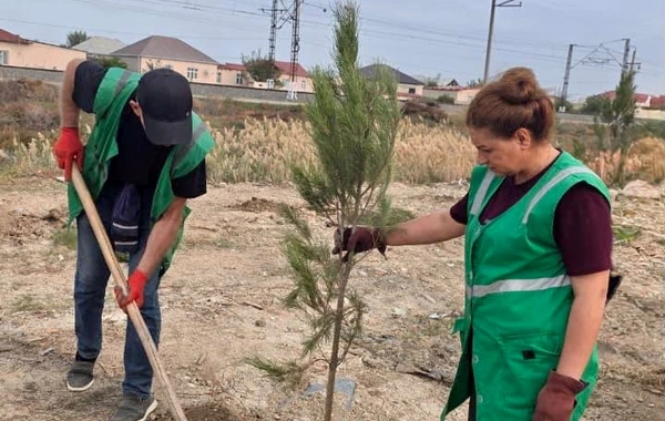DEEA tərəfidən yaşıllıq zonasının salınması üzrə ağacəkmə aksiyası keçirildi - FOTOLAR